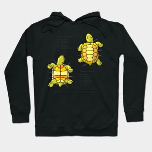 Scutes of the Tortoise Shell Diagram Hoodie